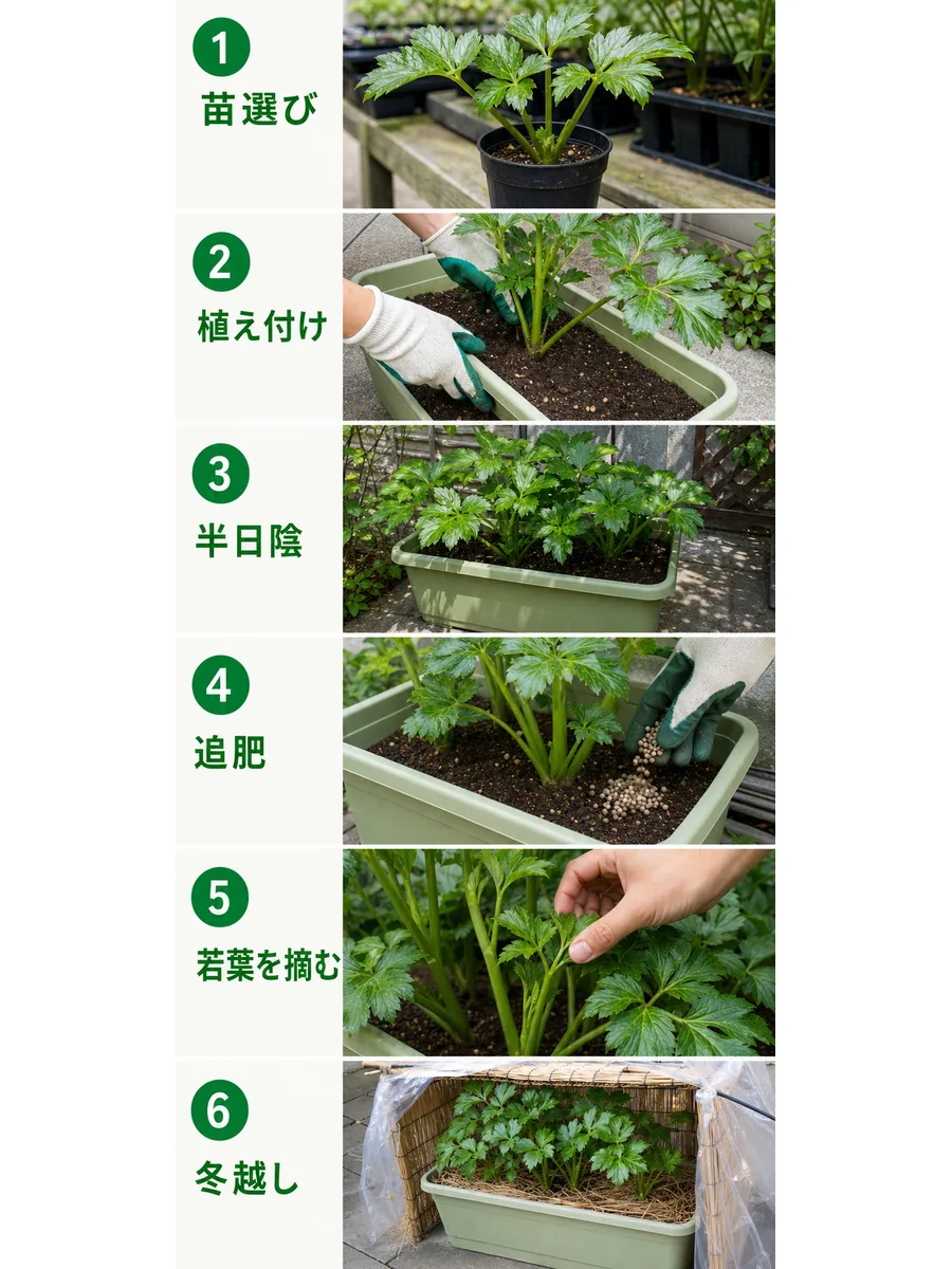 明日葉の苗選び、植え付け、半日陰管理、追肥、若葉の収穫、冬越しをまとめた縦長画像