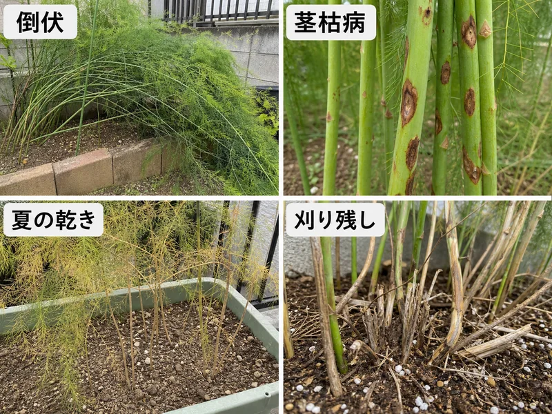 アスパラガス年間管理の倒伏、茎枯病、夏の乾き、刈り残しを比較した画像