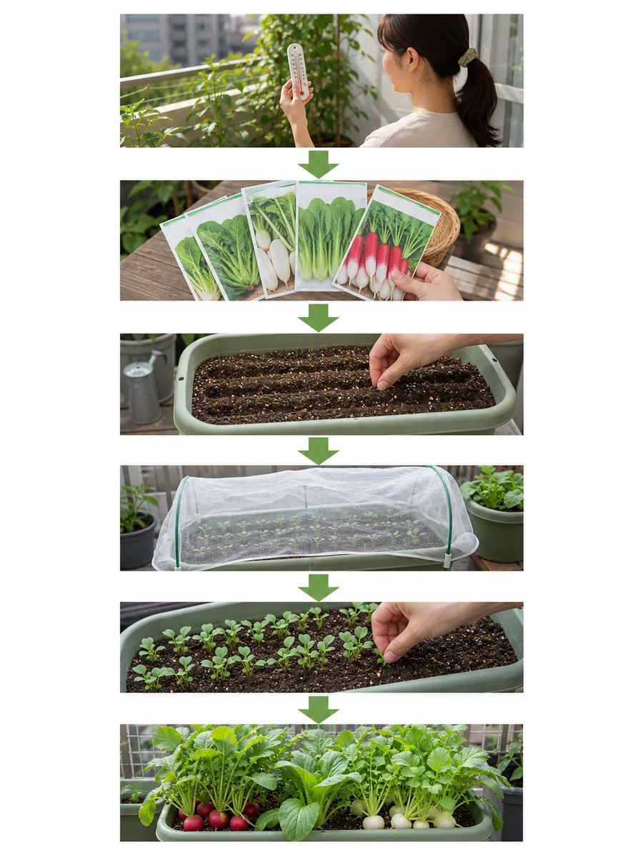 秋冬野菜の播種と定植を時期別に確認する手順