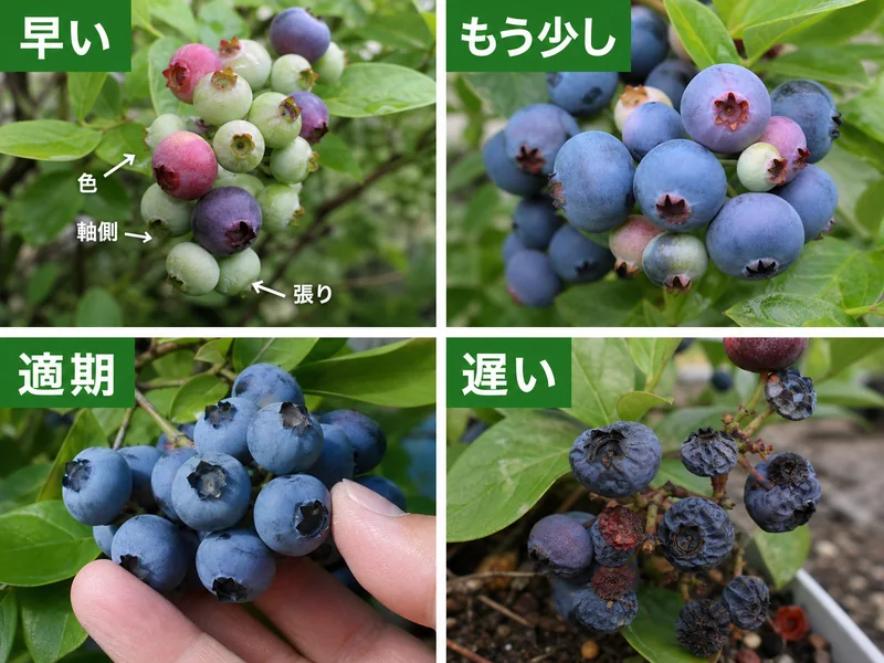 ブルーベリーの早い、もう少し、適期、遅いを比較した収穫目安画像