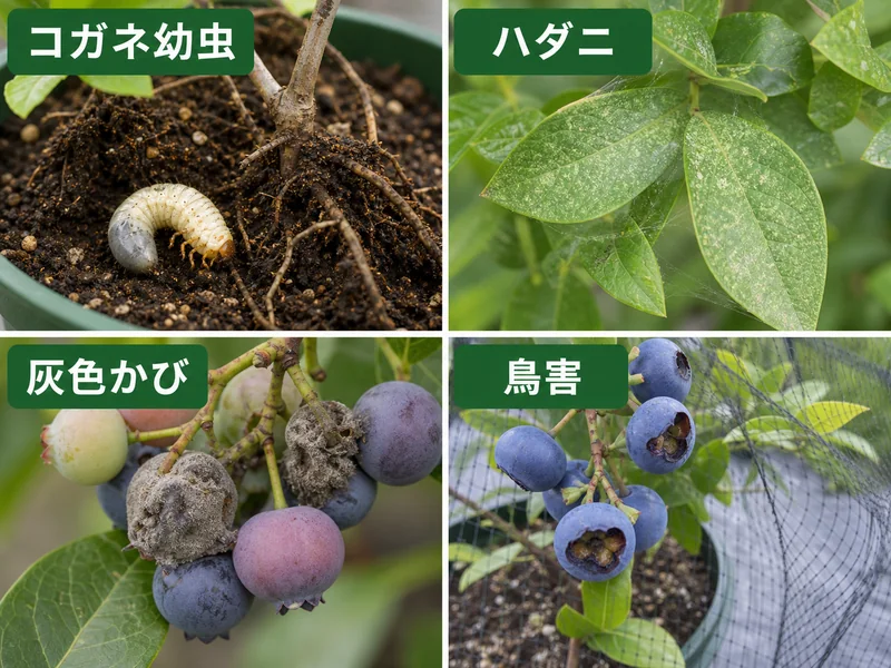 ブルーベリーのコガネムシ幼虫、ハダニ、灰色かび、鳥害をまとめた診断画像