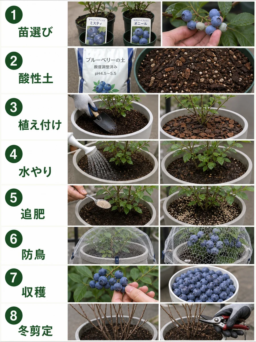 ブルーベリーの苗選び、酸性土、植え付け、水やり、追肥、防鳥、収穫、冬剪定をまとめた縦長画像