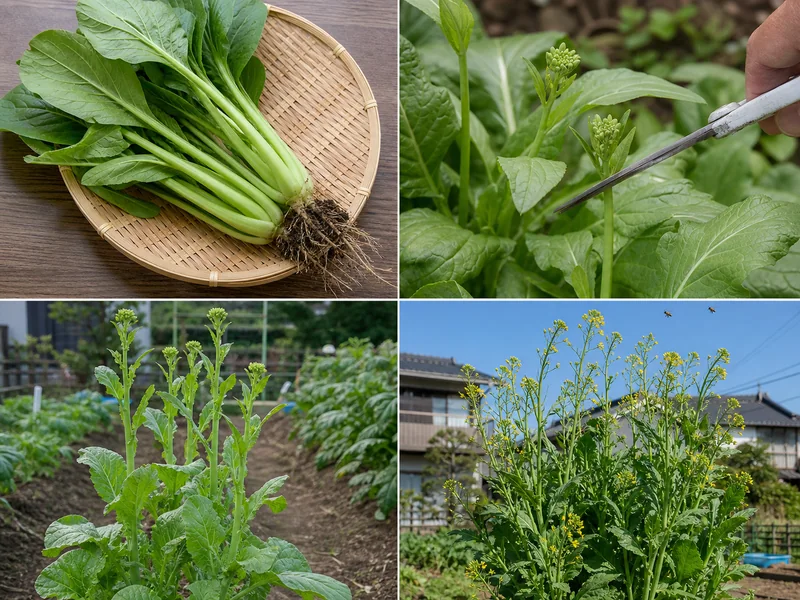 通常収穫、初期花芽、伸びた花茎、開花株の比較