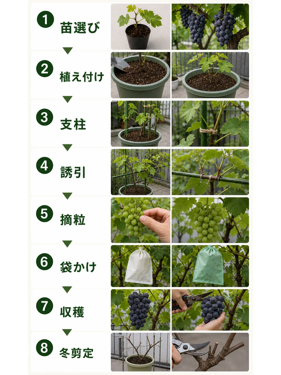 ぶどうの苗選び、植え付け、支柱、誘引、摘粒、袋かけ、収穫、冬剪定をまとめた縦長画像