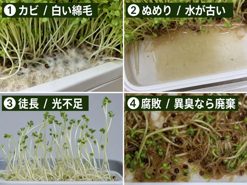 ブロッコリースプラウトのカビ、ぬめり、徒長、腐敗をまとめた診断画像