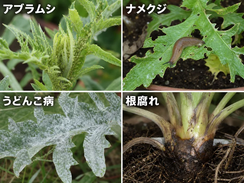 カルドンのアブラムシ、ナメクジ、うどんこ病、根腐れをまとめた診断画像