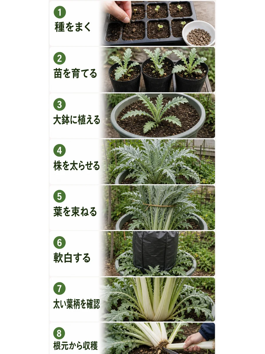 カルドンの種まき、育苗、大鉢植え付け、株作り、葉束ね、軟白、葉柄確認、収穫までをまとめた縦長画像