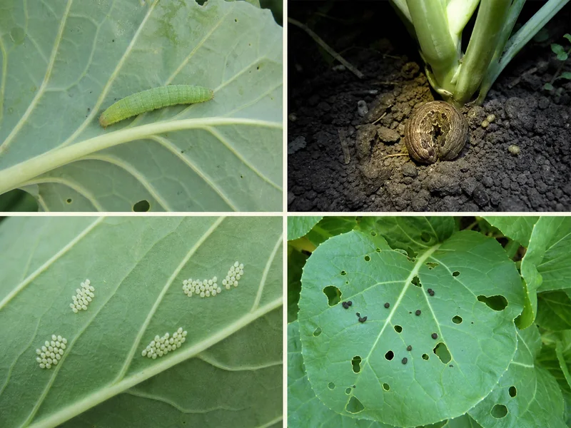 青虫、ヨトウムシ、葉裏の卵、食害穴とふんの比較