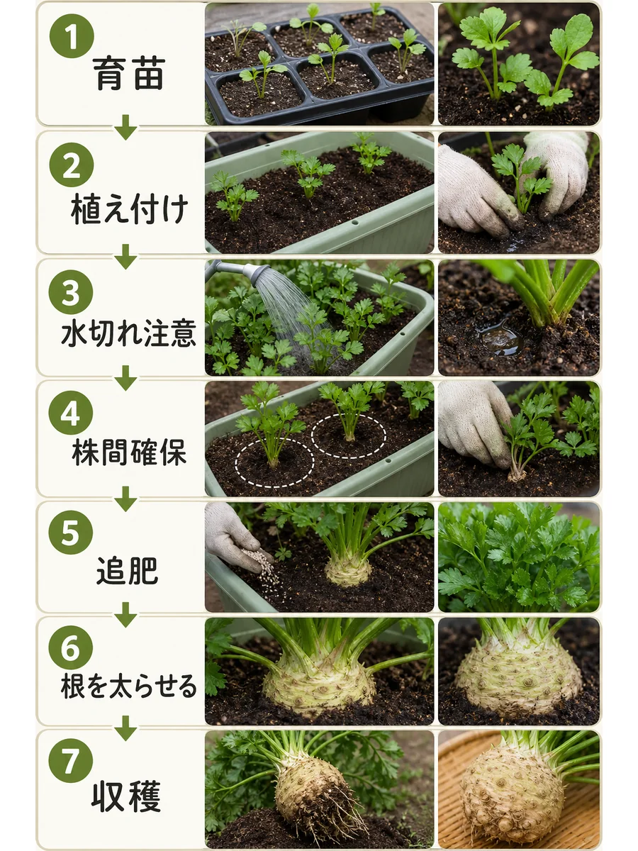 セロリアックの育苗、植え付け、水切れ注意、株間確保、追肥、根を太らせる、収穫までをまとめた縦長画像