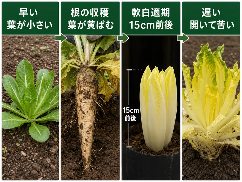 チコリの早い株、根の収穫、軟白適期15cm前後、採り遅れを比べる画像