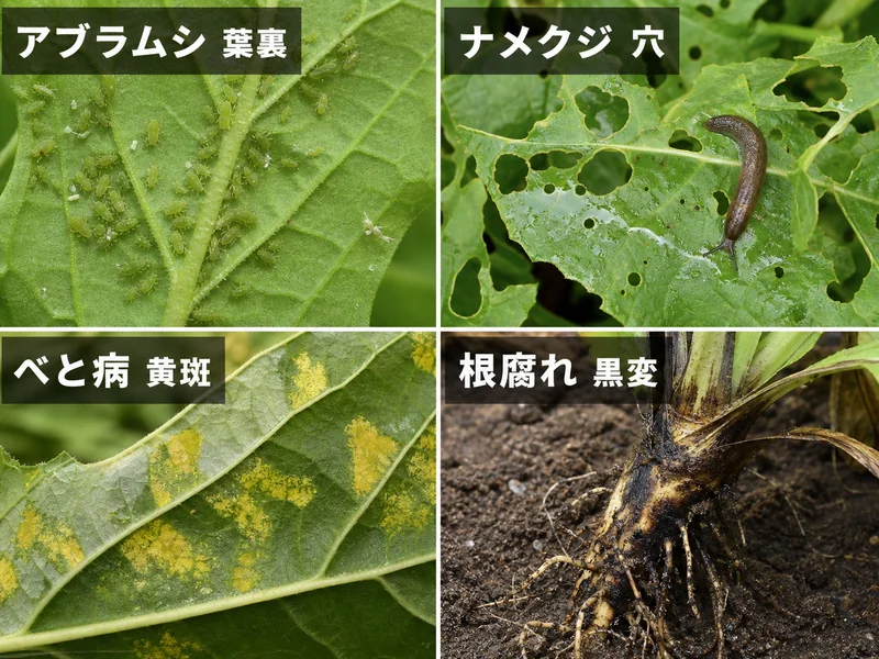 チコリのアブラムシ、ナメクジ、べと病、根腐れをまとめた診断画像