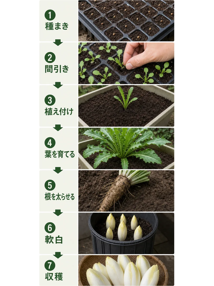 チコリの種まき、間引き、植え付け、葉を育てる、根を太らせる、軟白、収穫までの流れ