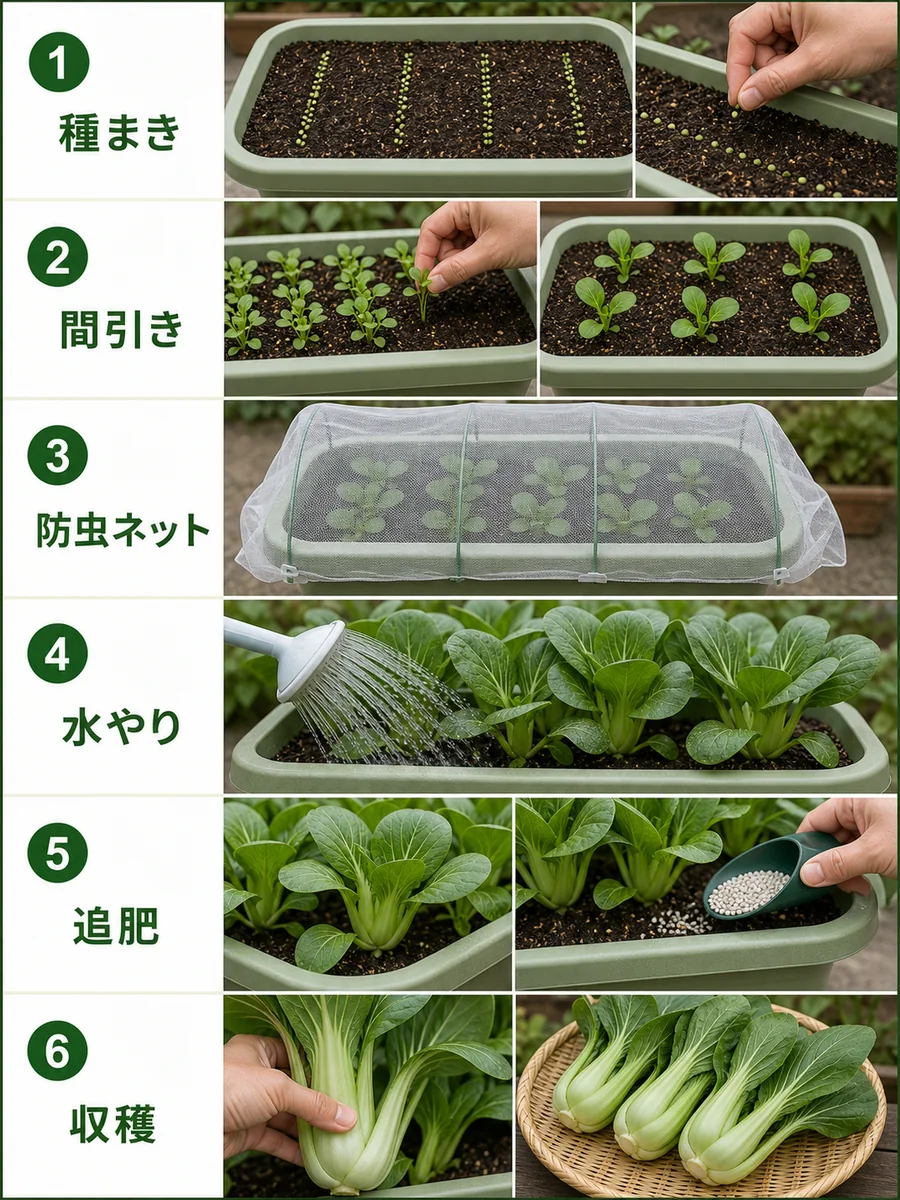 チンゲンサイの種まき、間引き、防虫ネット、水やり、追肥、収穫をまとめた縦長画像