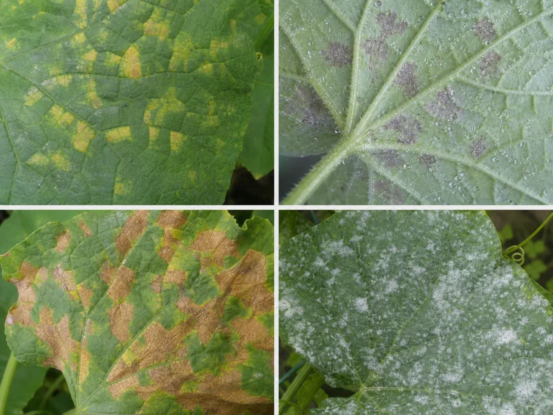 べと病の黄色い角斑、葉裏の灰紫色のかび、褐変とうどんこ病の白粉の比較