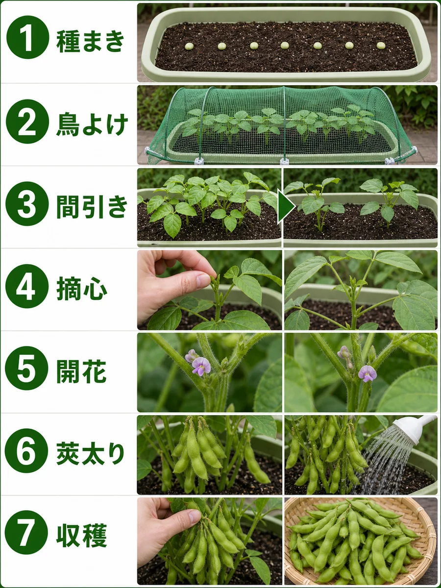 枝豆の種まき、鳥よけ、間引き、摘心、開花、莢太り、収穫をまとめた縦長画像