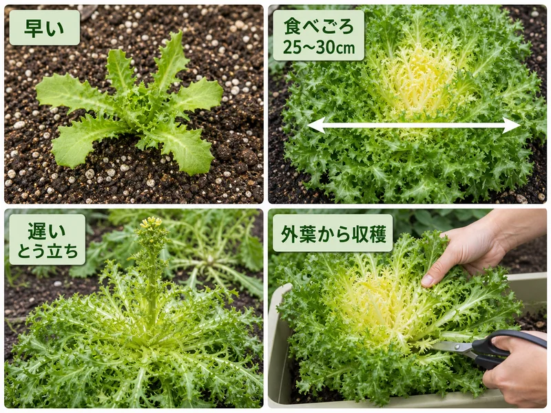 エンダイブの早い株、食べごろ25〜30cm、とう立ちした遅い株、外葉から収穫する様子を比べる画像
