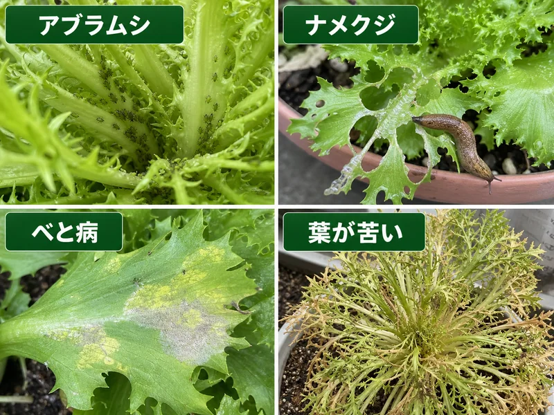 エンダイブのアブラムシ、ナメクジ、べと病、葉が苦い状態をまとめた診断画像