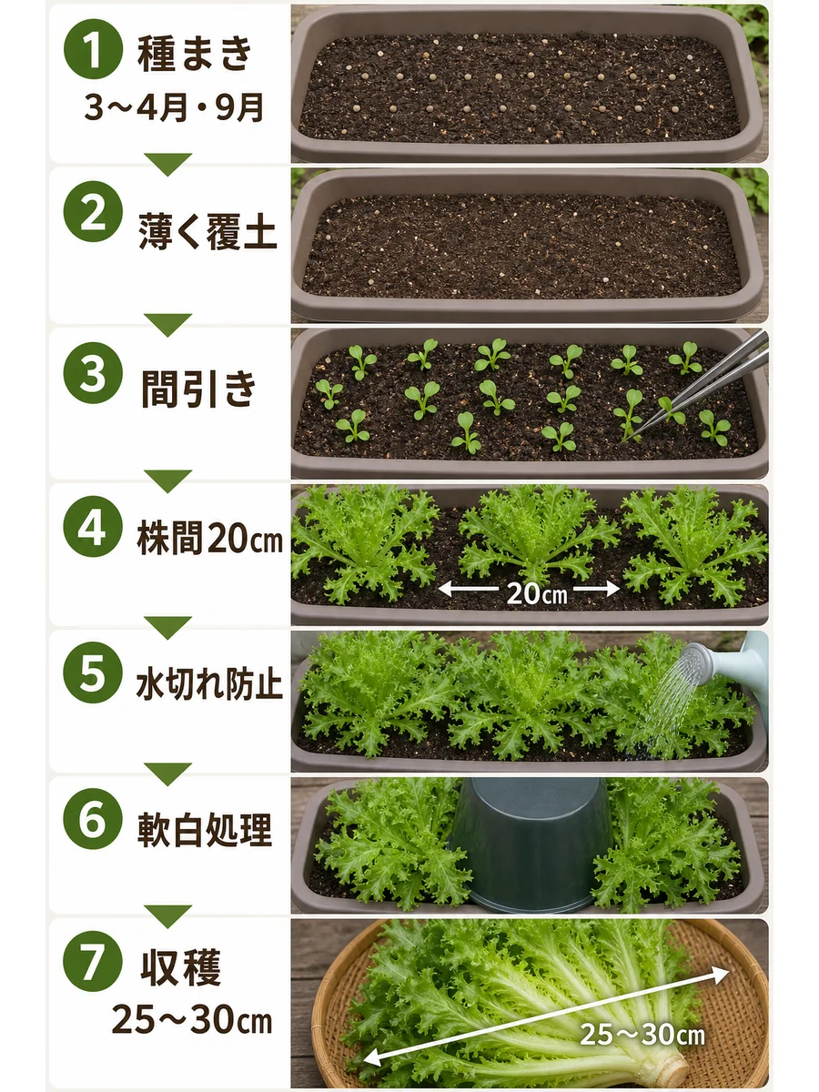 エンダイブの種まき、薄い覆土、間引き、株間20cm、水切れ防止、軟白処理、収穫までの流れ