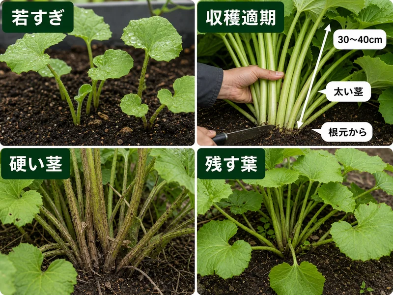ふきの若すぎ、収穫適期、硬い茎、残す葉を比較した収穫判断画像