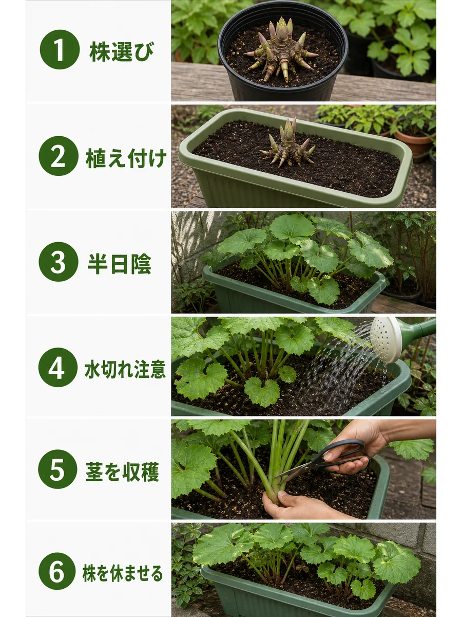 ふきの株選び、植え付け、半日陰、水切れ注意、茎の収穫、株を休ませる流れ