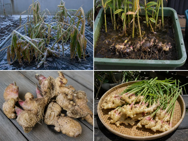 生姜の霜害、過湿腐敗、掘り遅れ、正しい収穫後処理を比較した画像