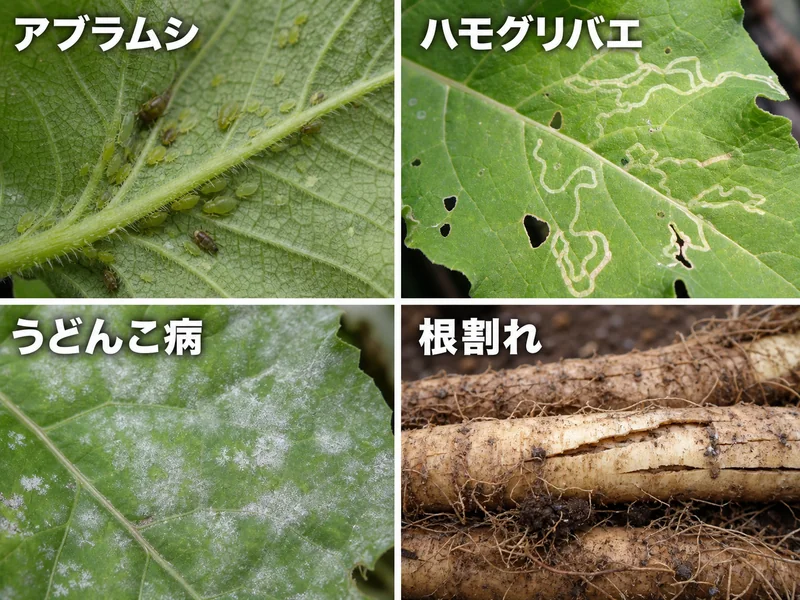 ごぼうのアブラムシ、ハモグリバエ、うどんこ病、根割れをまとめた診断画像