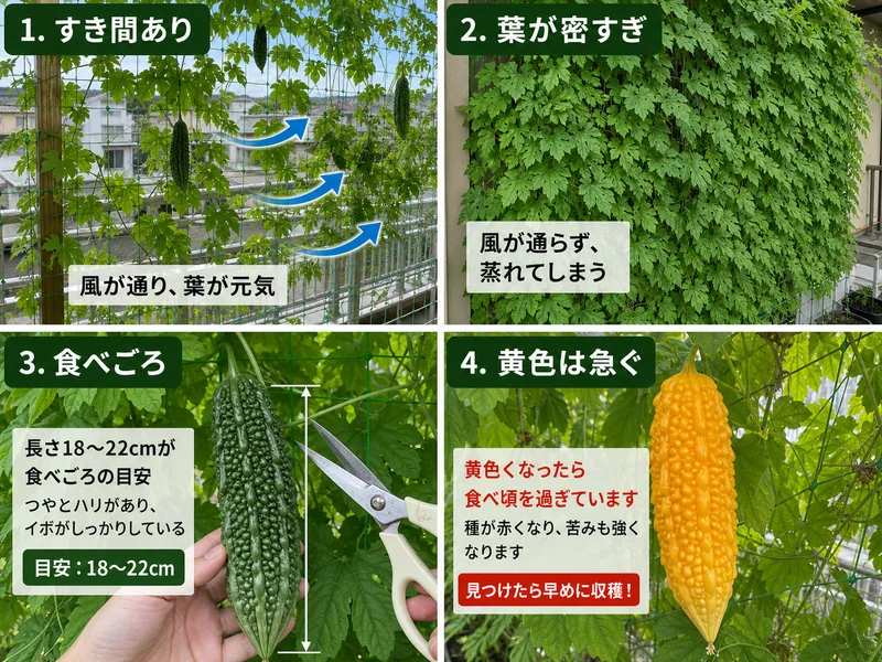 ゴーヤのグリーンカーテンのすき間、葉の密度、食べごろ、黄色くなった実を比較した画像