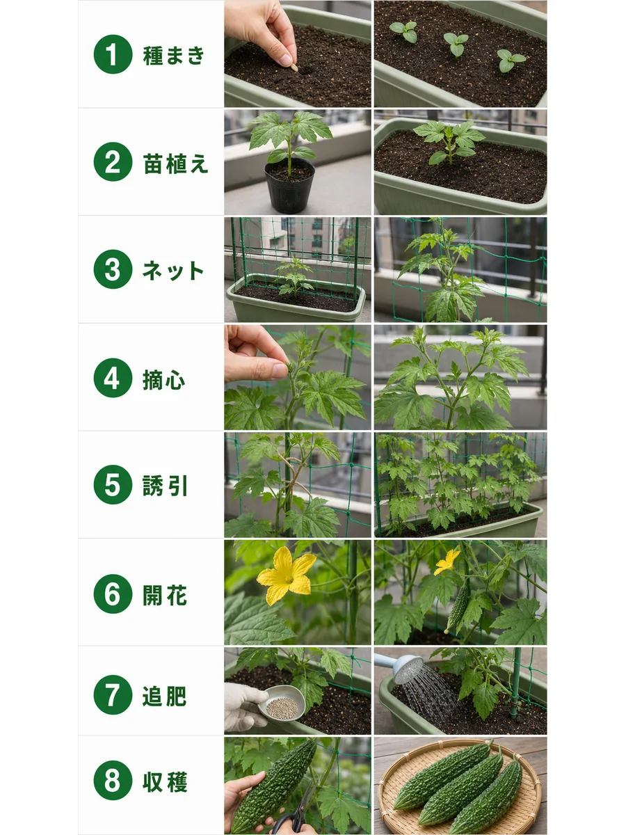 ゴーヤの種まき、苗植え、ネット、摘心、誘引、開花、追肥、収穫をまとめた縦長画像