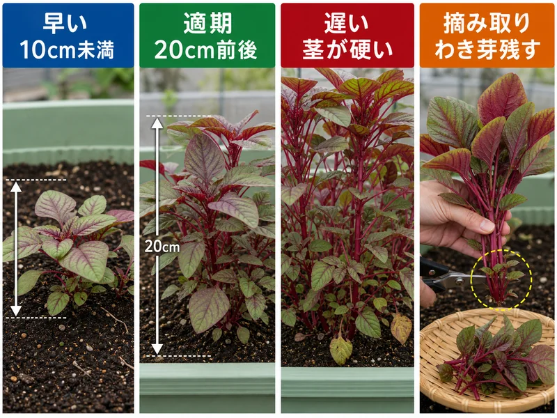 葉アマランサスの早い株、適期の20cm前後の株、茎が硬い株、わき芽を残す摘み取りを比べた画像