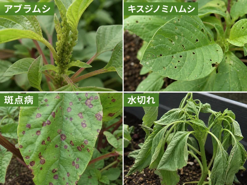 葉アマランサスのアブラムシ、キスジノミハムシ、斑点病、水切れをまとめた診断画像