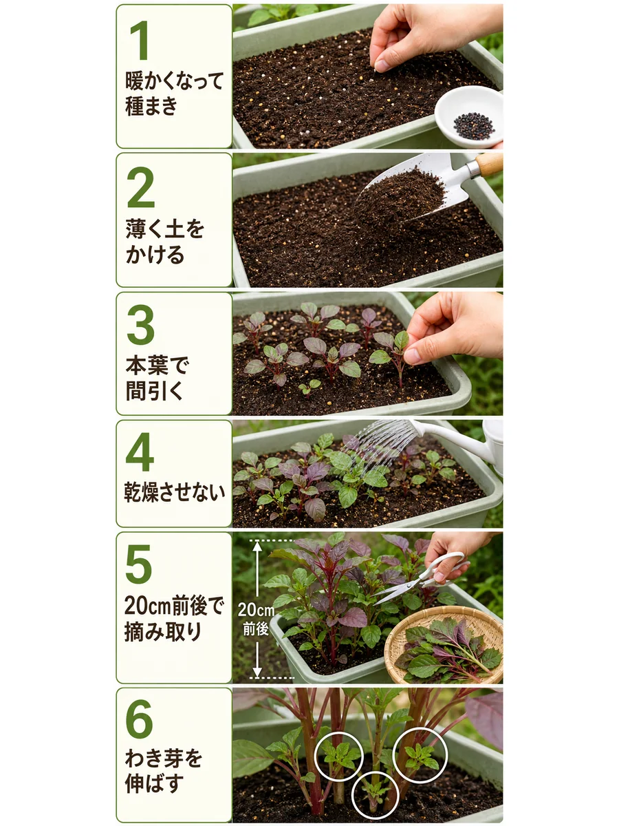 葉アマランサスの種まき、覆土、間引き、水やり、20cm前後での摘み取り、わき芽収穫までをまとめた縦長画像