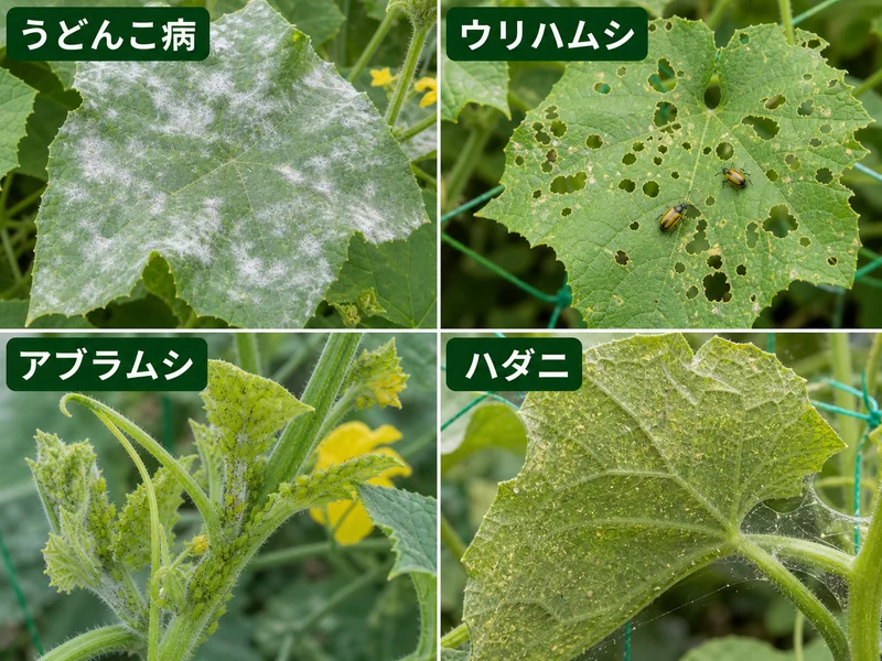 ヘチマのうどんこ病、ウリハムシ、アブラムシ、ハダニをまとめた診断画像
