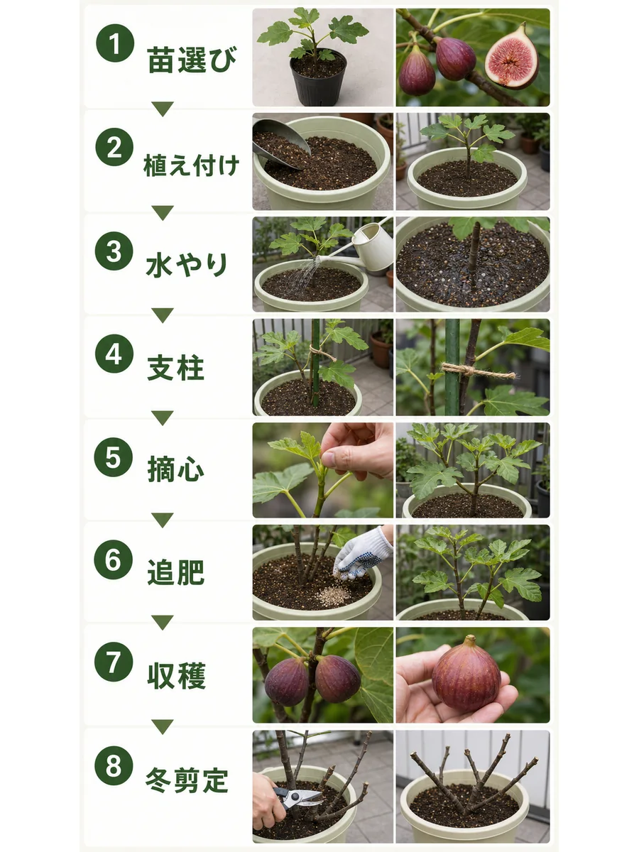 いちじくの苗選び、植え付け、水やり、支柱、摘心、追肥、収穫、冬剪定をまとめた縦長画像