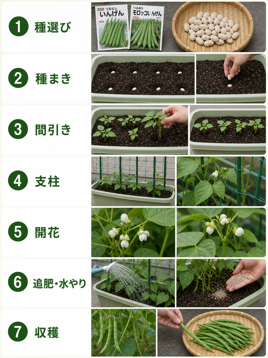 いんげんの種選び、種まき、間引き、支柱、開花、追肥と水やり、収穫をまとめた縦長画像