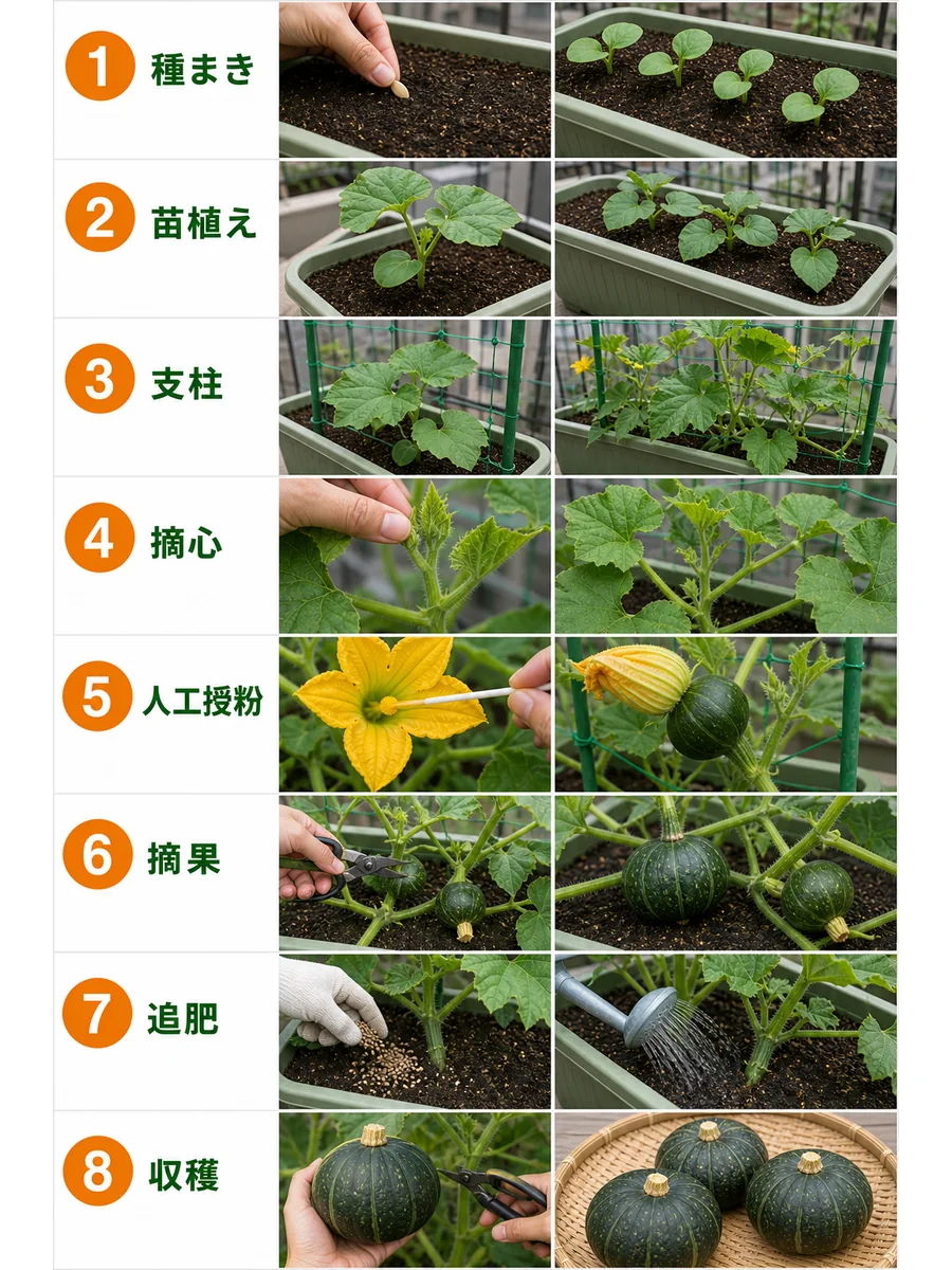 かぼちゃの種まき、苗植え、支柱、摘心、人工授粉、摘果、追肥、収穫をまとめた縦長画像