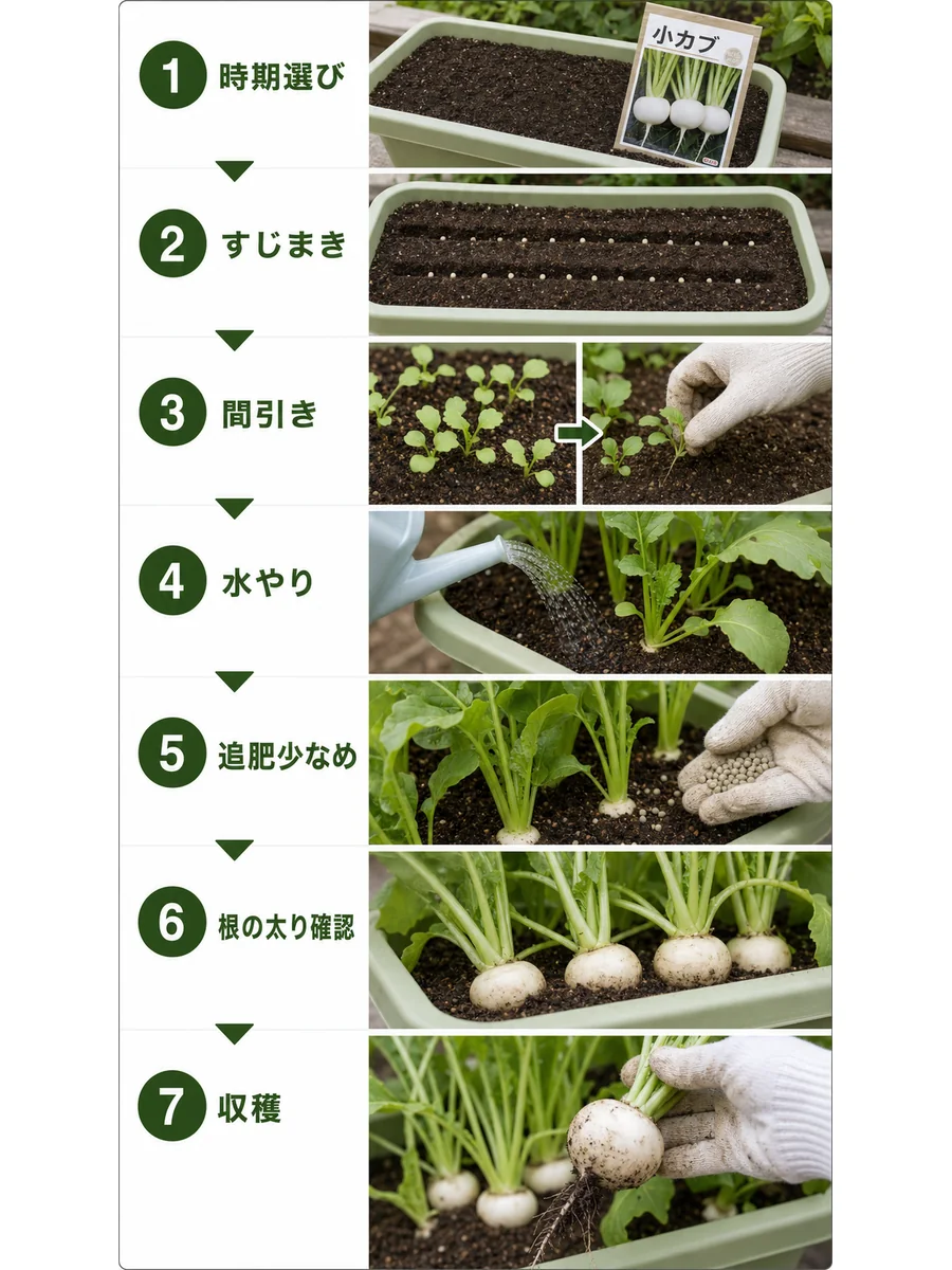 かぶの時期選び、すじまき、間引き、水やり、追肥、根の太り確認、収穫をまとめた縦長画像