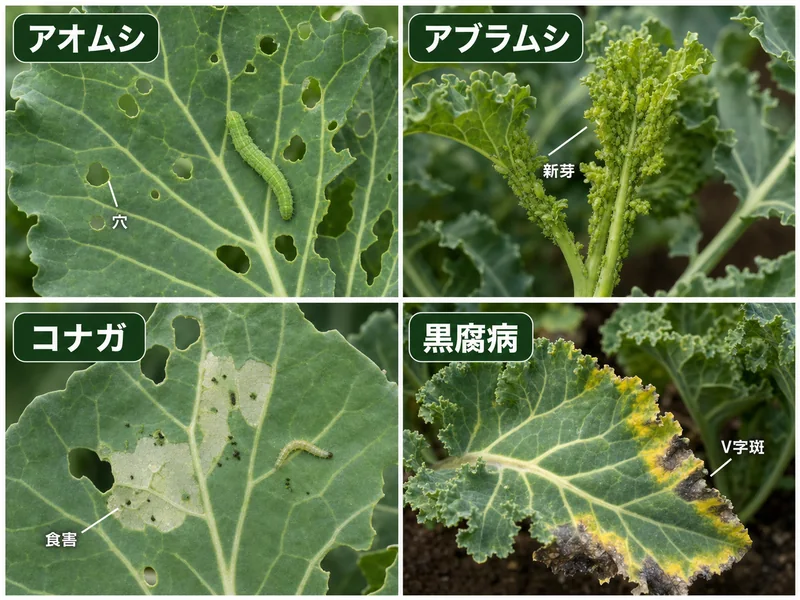 ケールのアオムシ、アブラムシ、コナガ、黒腐病の症状を比較した病虫害診断画像