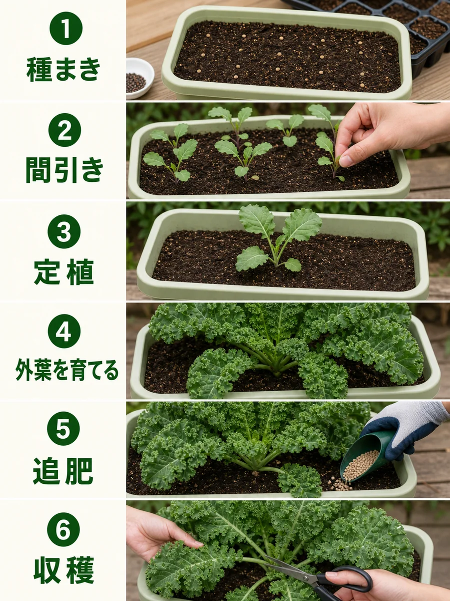 ケールの種まき、間引き、定植、外葉を育てる、追肥、収穫をまとめた縦長画像