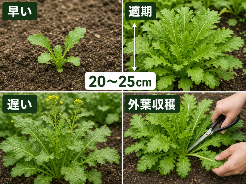 からし菜の早い、適期、遅い、外葉収穫を比較した収穫目安画像