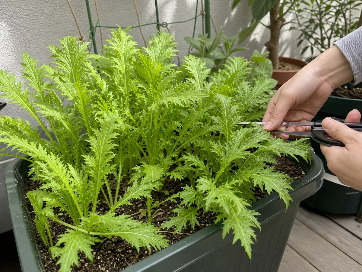 からし菜