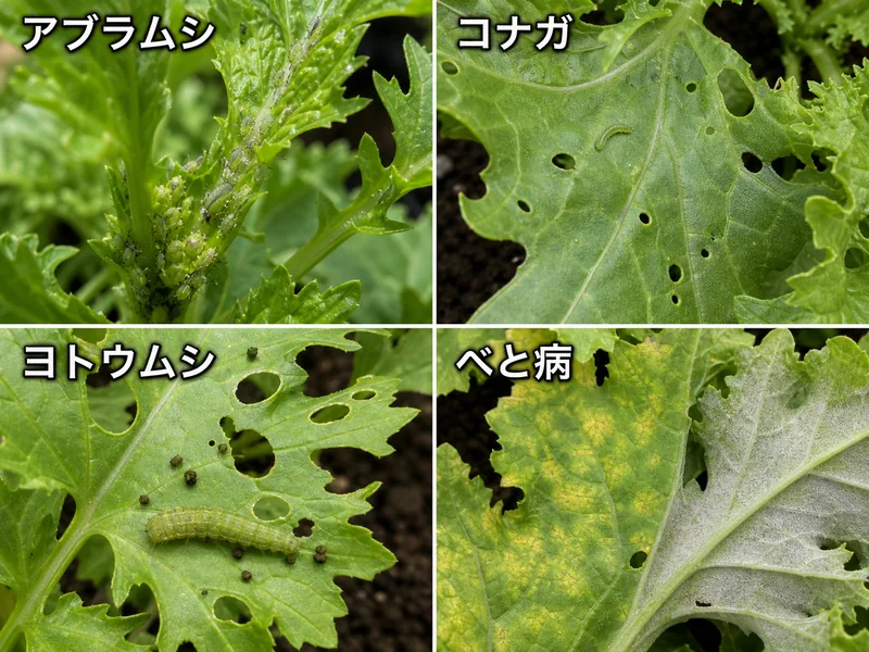 からし菜のアブラムシ、コナガ、ヨトウムシ、べと病をまとめた診断画像