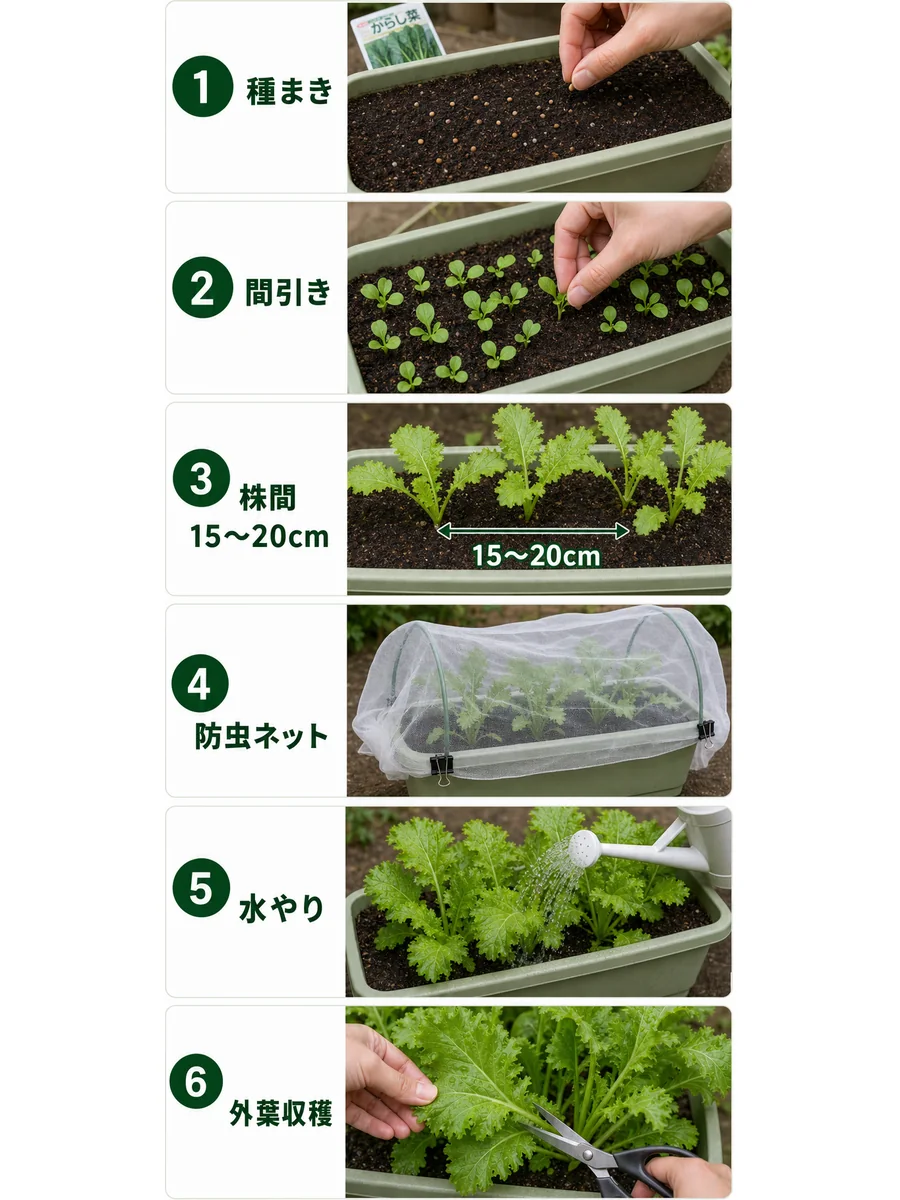 からし菜の種まき、間引き、株間、防虫ネット、水やり、外葉収穫をまとめた縦長画像