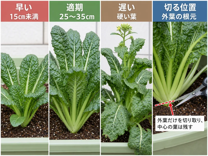 かつお菜の早い、適期、遅い、切る位置を比較した収穫目安画像