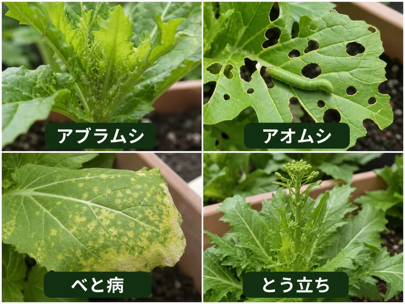 かつお菜のアブラムシ、アオムシ、べと病、とう立ちをまとめた診断画像