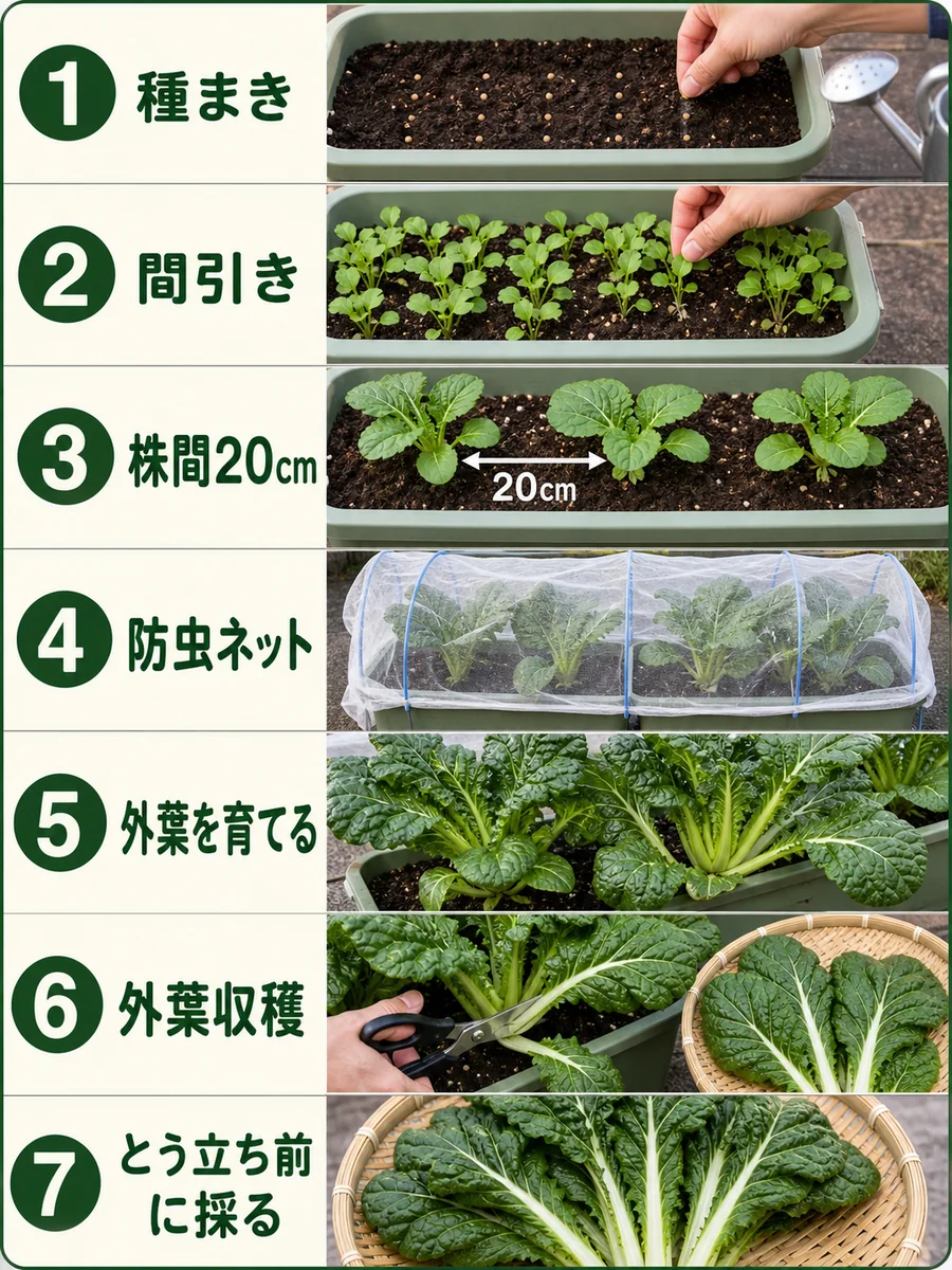 かつお菜の種まき、間引き、株間20cm、防虫ネット、外葉を育てる、外葉収穫、とう立ち前の収穫をまとめた縦長画像