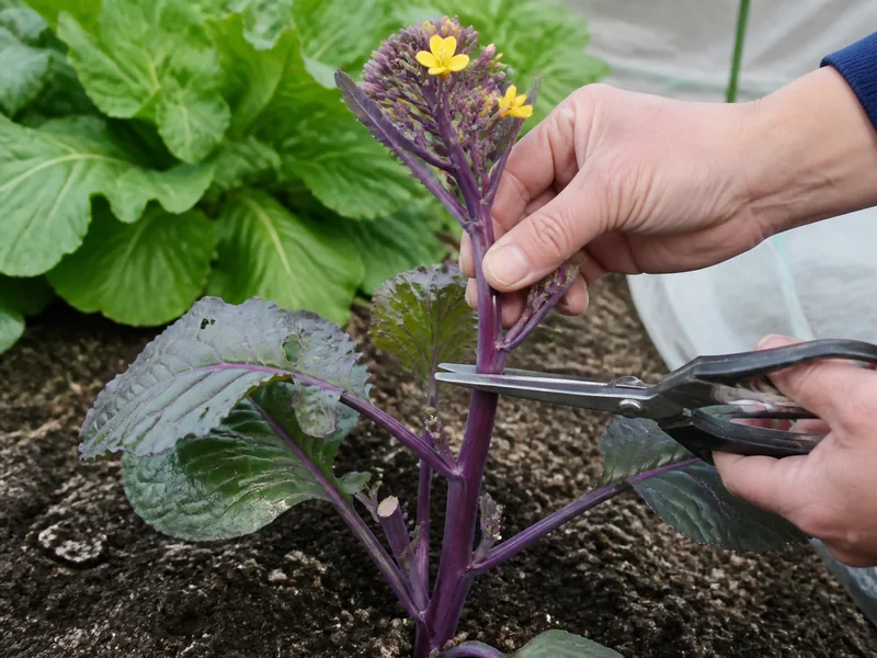 紅菜苔の下葉を残し、赤紫の主花茎を収穫する手元