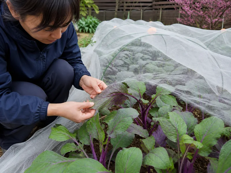 防虫ネットで守った紅菜苔の若株と葉裏を確認する手元