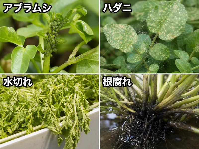 クレソンのアブラムシ、ハダニ、水切れ、根腐れをまとめた診断画像