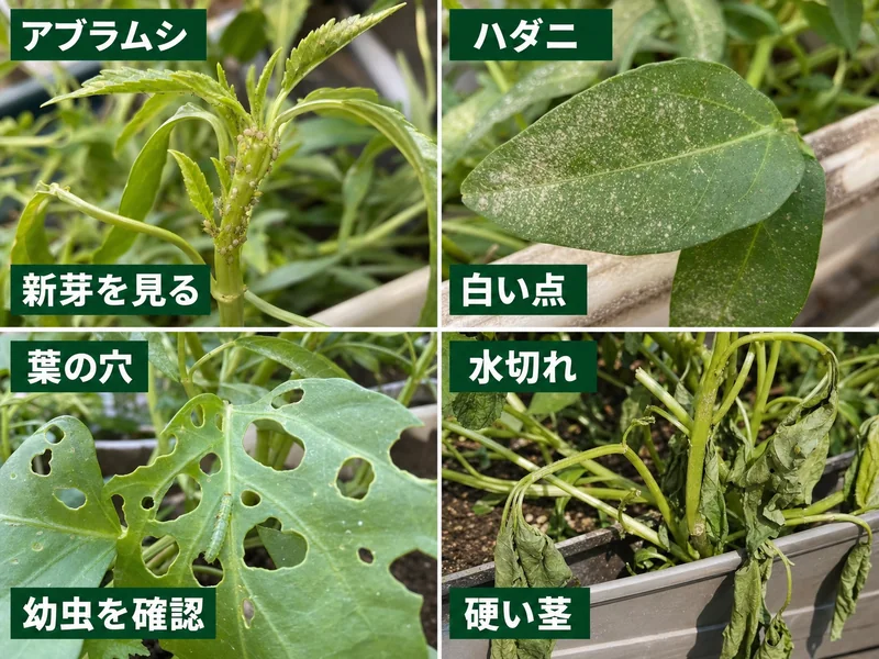 空芯菜の水切れ、硬い茎、虫食い、深切りしすぎの失敗例を比較した画像