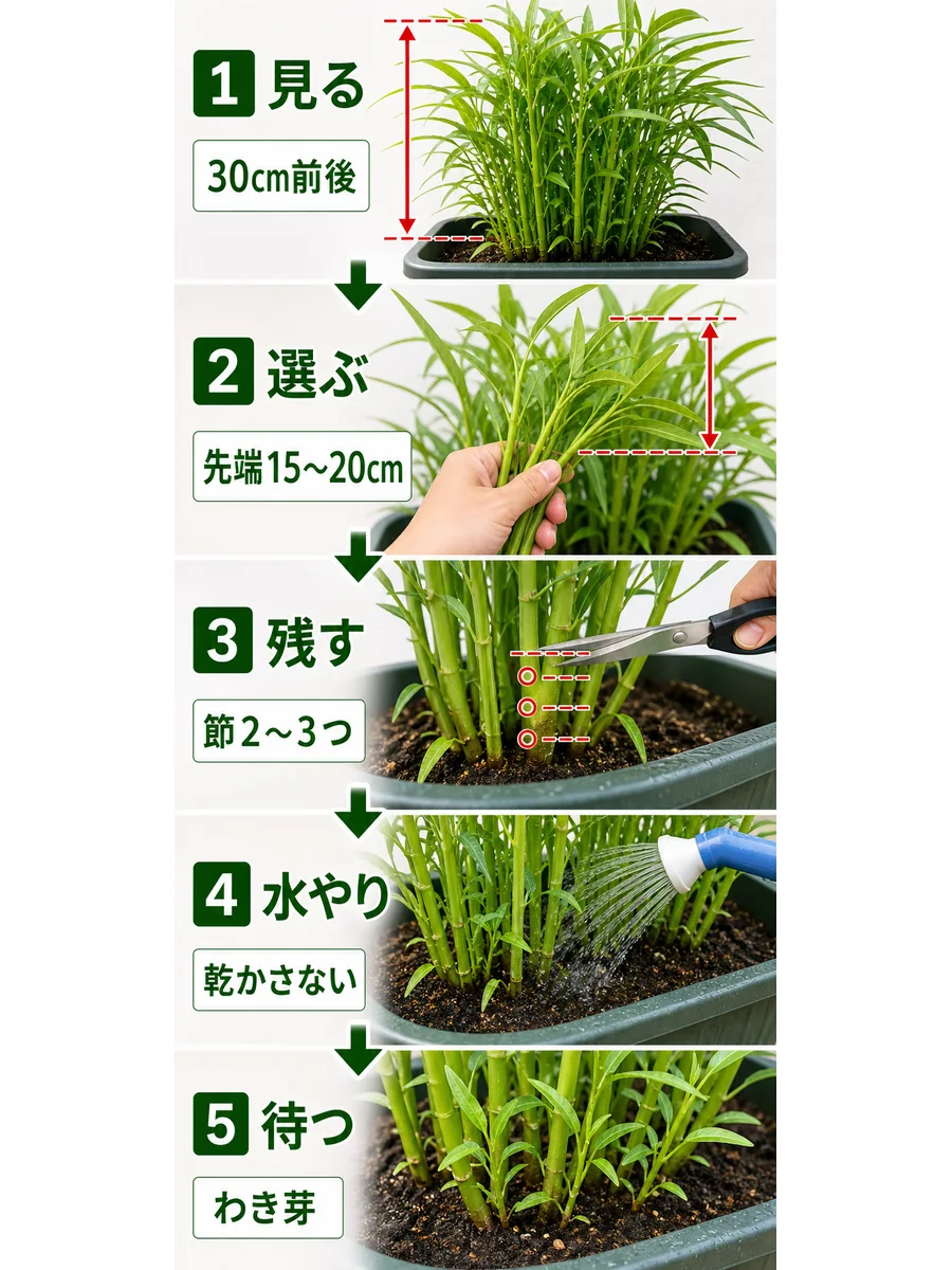 空芯菜の草丈確認、先端15〜20cm、節を残す切り戻し、わき芽再生、水切れ注意を示した画像